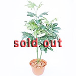 �A�����A